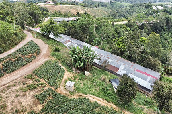 Finca sembrada en piña y cacao y con galpones para 20.000 gallinas 