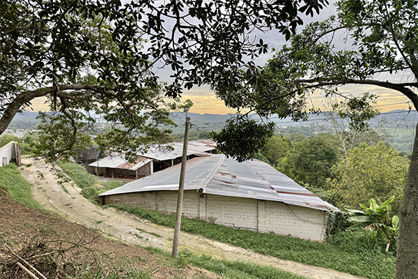 Finca sembrada en piña y cacao y con galpones para 20.000 gallinas 