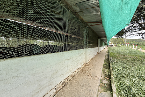 Finca sembrada en piña y cacao y con galpones para 20.000 gallinas 