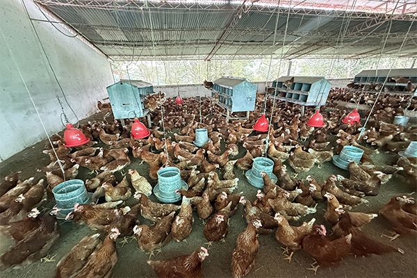 Finca sembrada en piña y cacao y con galpones para 20.000 gallinas 