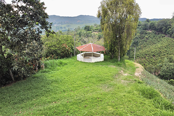 Finca sembrada en piña y cacao y con galpones para 20.000 gallinas 