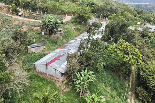 Finca sembrada en piña y cacao y con galpones para 20.000 gallinas 