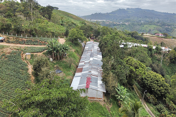 Finca sembrada en piña y cacao y con galpones para 20.000 gallinas 