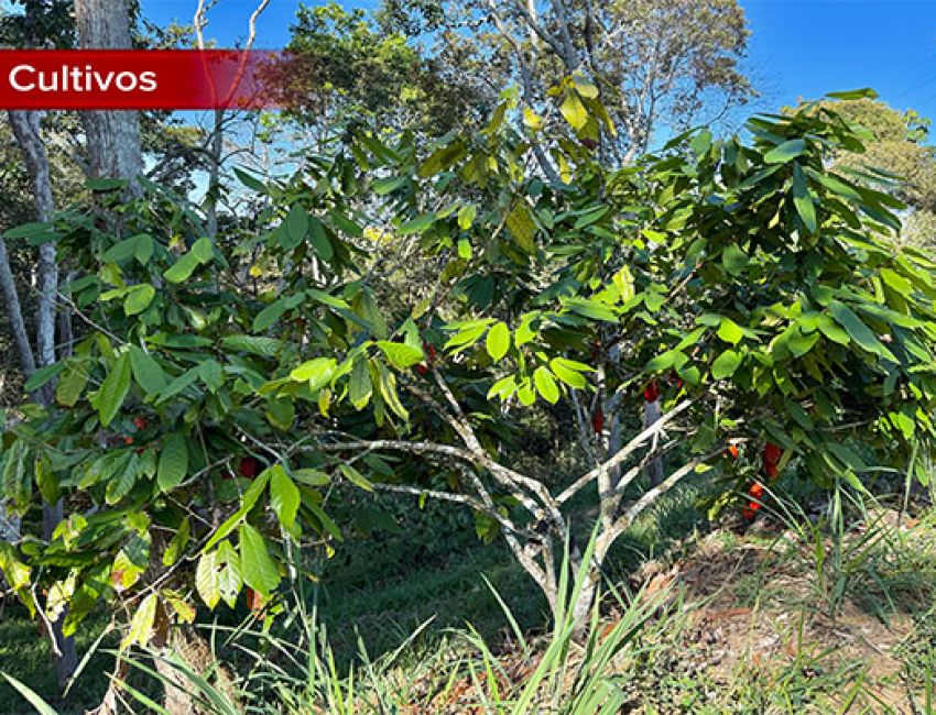 IDEAL PARA INVERSION LOTE EN LEBRIJA