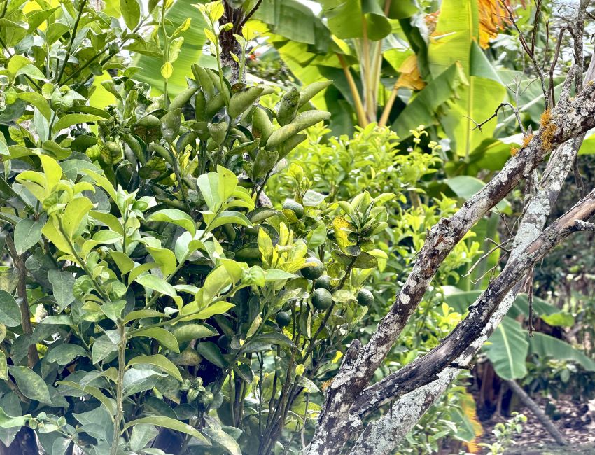 Parcela frutal con piscina para construir casa y descansar
