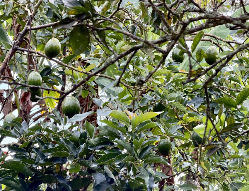 Parcela frutal con piscina para construir casa y descansar