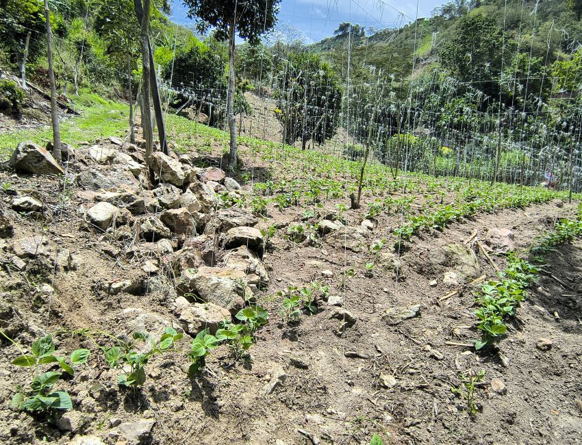 🌿 ¡Una finca para producir, invertir y disfrutar de la naturaleza! 🏡