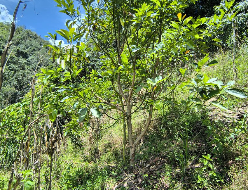 🌿 ¡Una finca para producir, invertir y disfrutar de la naturaleza! 🏡